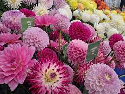 Harrogate Autumn Flower Show